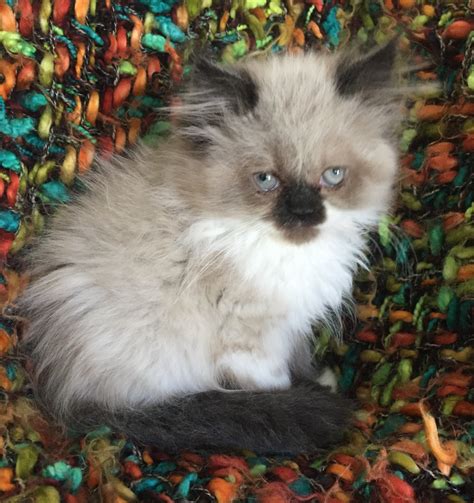 Muskegon, <b>Michigan</b>. . Kittens for sale in michigan